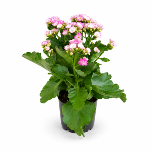 KALANCHOE 9/30
