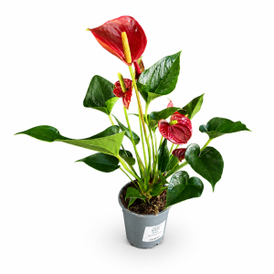ANTHURIUM 14