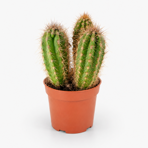 Cactus mix 10
