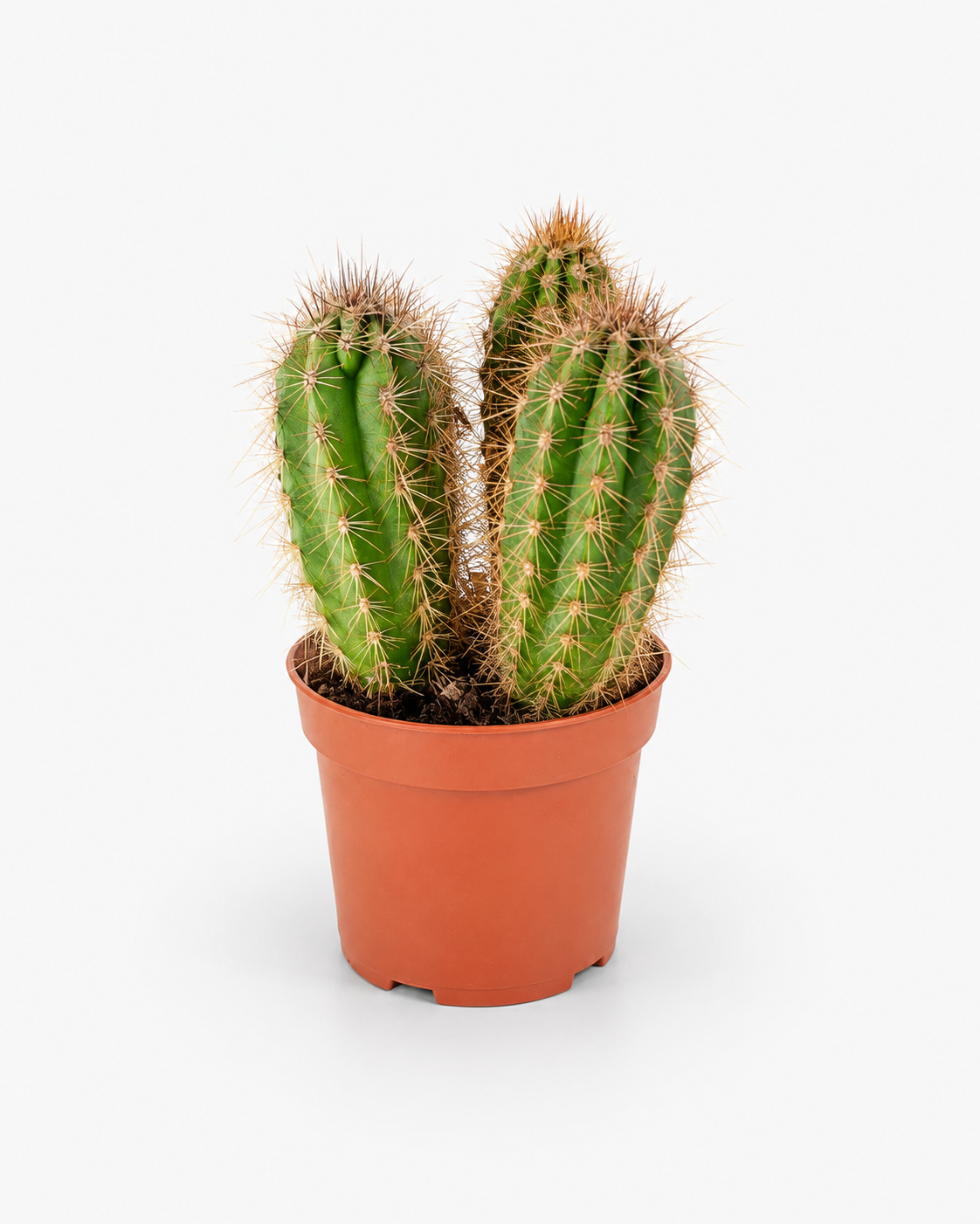 Cactus mix 10