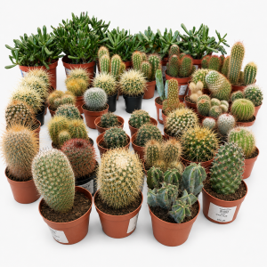 Cactus - Kaktus mix f5