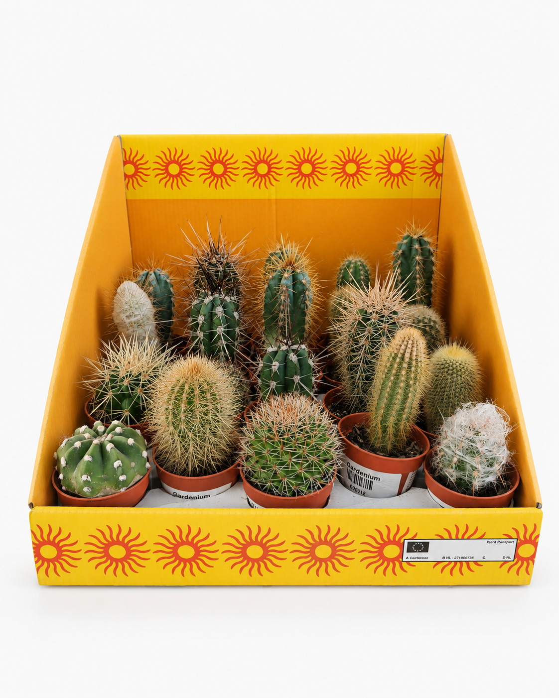 CACTUS MIX 6.5