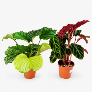 CALATHEA MIX
