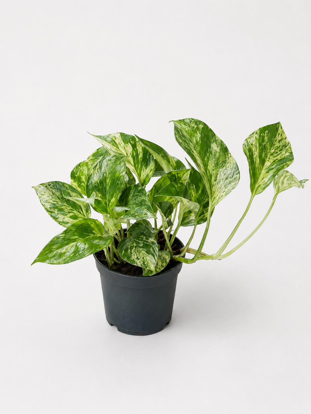 EPIPREMNUM PINNATUM