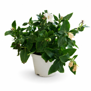 PLATYCODON GR. 12