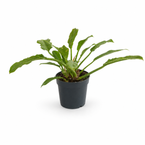FILODENDRON
