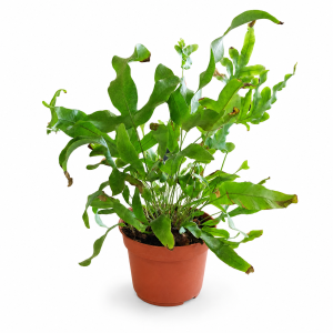 PHLEBODIUM 17