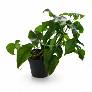MONSTERA VARIEGATED