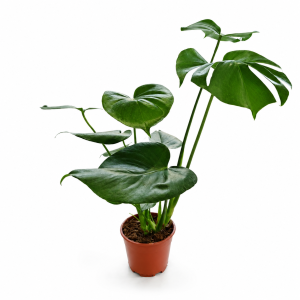 MONSTERA 12