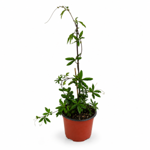 PASSIFLORA MIX