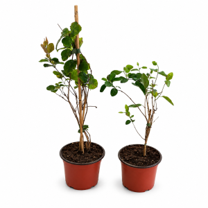 LONICERA