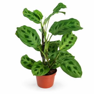 MARANTA LEUC.