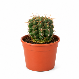 GYMNOCALYCIUM BALDIANUM