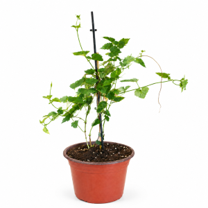 HUMULUS LUPULUS