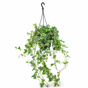 HEDERA HELIX 19