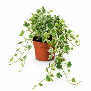 HEDERA G.P.