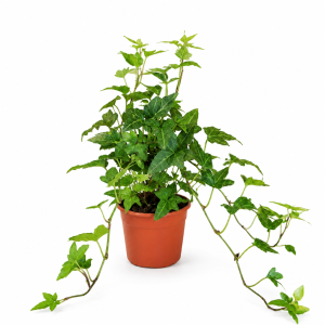 HEDERA 9