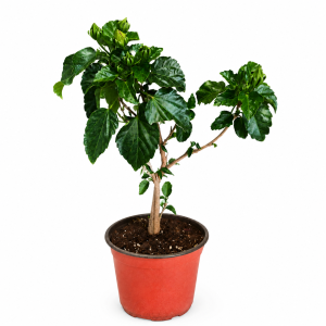HIBISKUS