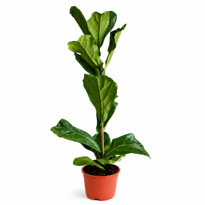 FICUS LYRATA 17