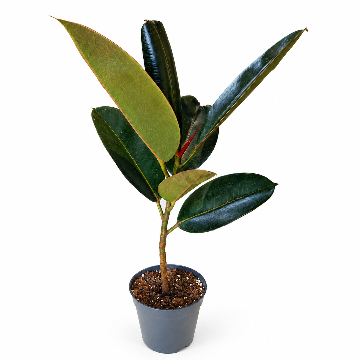 FICUS ELASTICA TINEKE