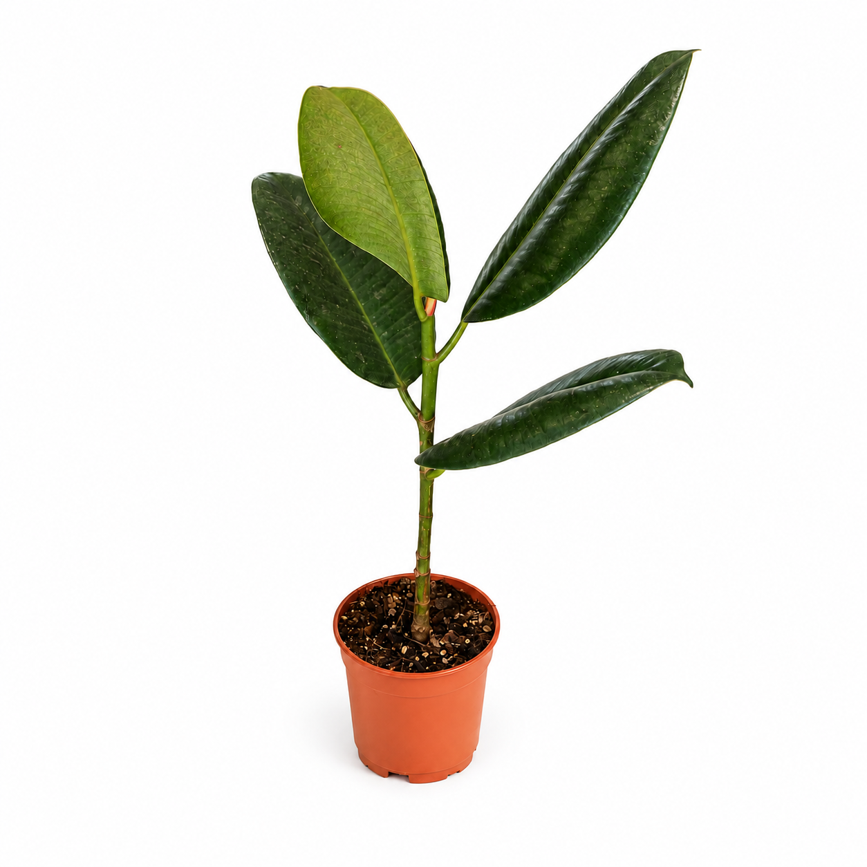 FICUS ELASTICA TINEKE