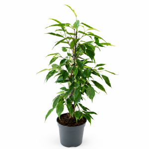 FICUS BEN. 17