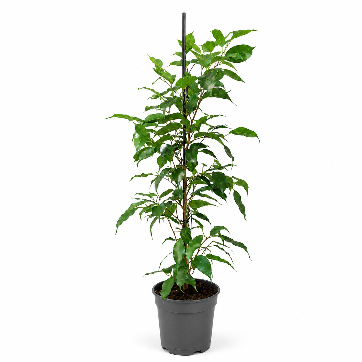 FICUS BENJAMIN NATASJA