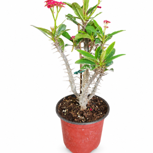 Euphorbia Mili f13