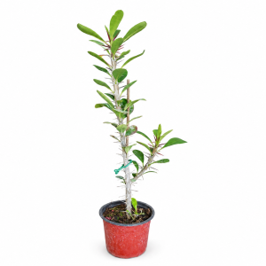 Euphorbia Mili f10
