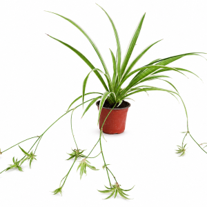 Chlorophytum