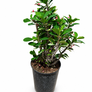 Euphorbia Mili f22