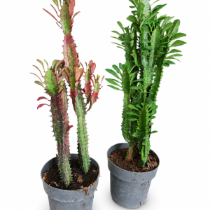 Euphorbia Trigona f13