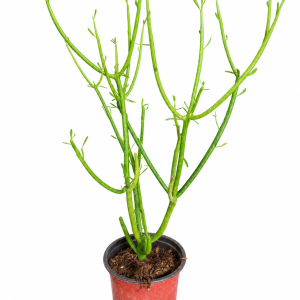 Euphorbia Tirucalli f13