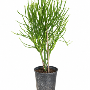 Euphorbia Tirucalli f22