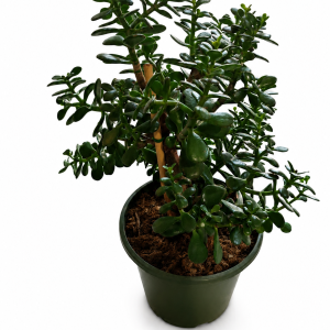 CRASSULA PORTULACEA LV 12 - Krasula (drvo srece)