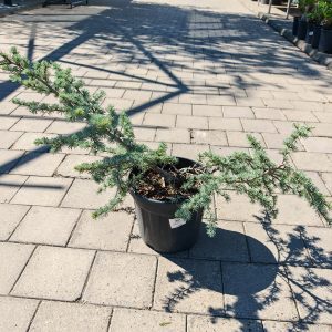 CEDRUS ATLANTICA SILBERSPITZ CLT. 10 - Kedar atlaski Silberspitz