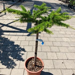 CEDRUS LIBANI NANA COMPACTA LV 9 MINI ALBERETTO - Kedar libanski Nana Compacta