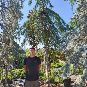 CEDRUS DEODARA PENDULA CLT. 230 300/350 - Kedar deodara Pendula