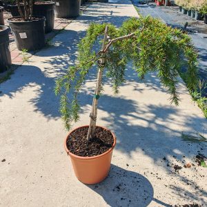 CEDRUS DEODARA FEELIN BLUE [R - Kedar deodara Feelin Blue
