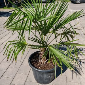 CHAMAEROPS [TRACHYCARPUS]FORTUNEI CLT. 20 100/110 - Palma zlocal (Trachycarpus fortunei)