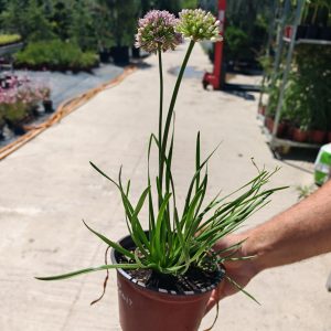 ALLIUM IN ORBIT