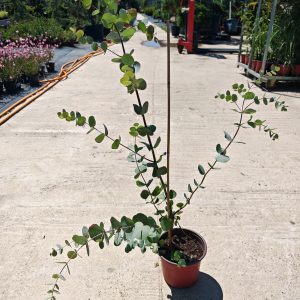 EUCALYPTUS GUNNII - P15 -25/30 CM