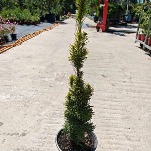 Taxus baccata David f23