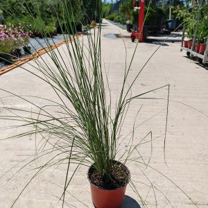 MUHLENBERGIA CAPILLARIS CLT. 1.5