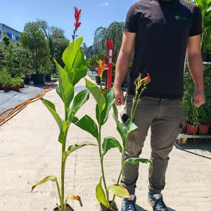 CANNA MIX