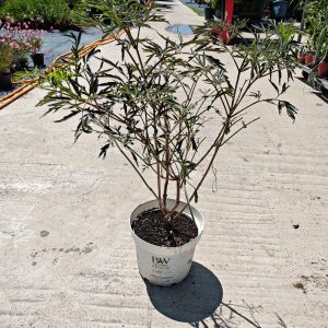 Sambucus nigra Black Lace 1.0-1.5