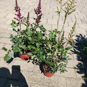 Astilbe