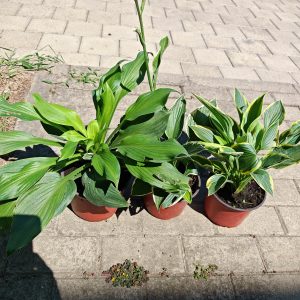 Hosta undulata