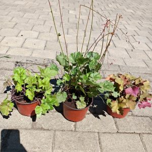 Heuchera mix.