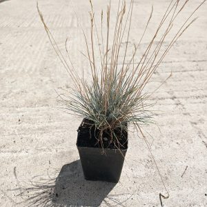 Festuca glauca Elijah blue